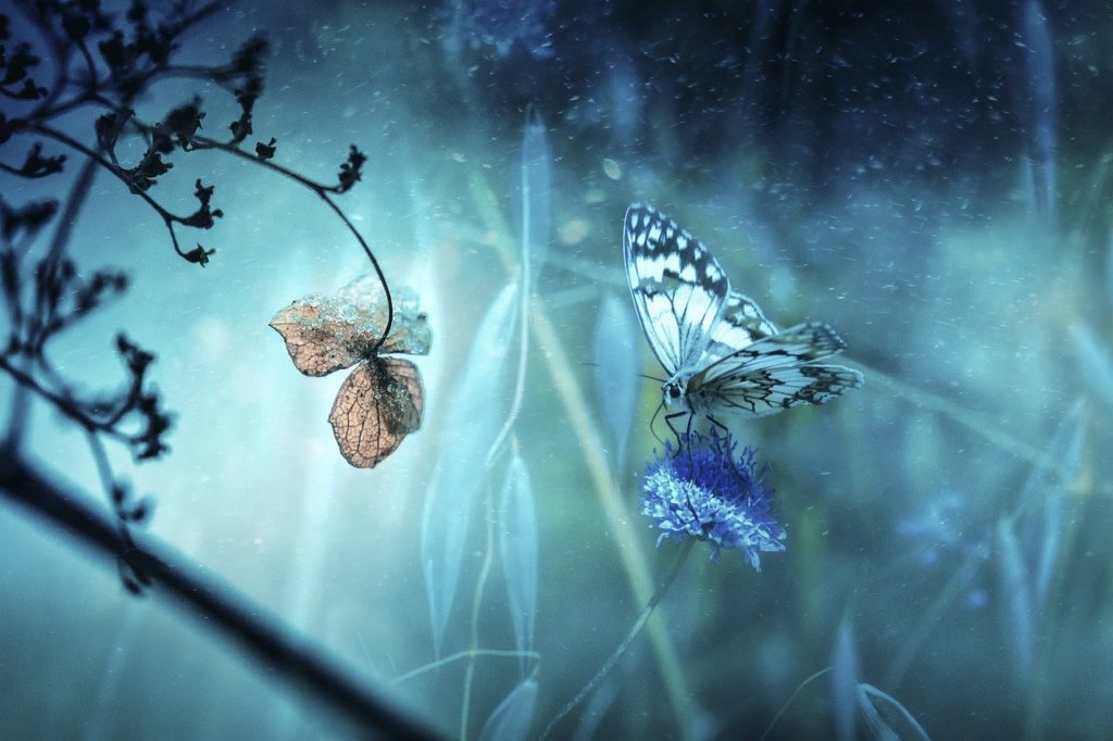 butterfly, flower, fantasy